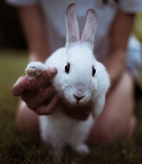 how long do rabbits live in forests grasslands wetlands