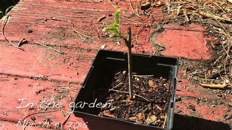 gardenmarch   wisteria cutting takes