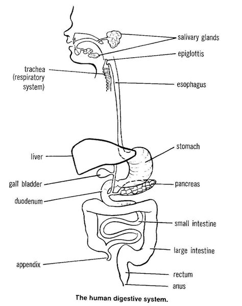 pin  anatomy