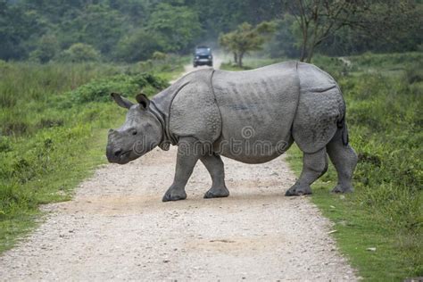 horned rhino  kaziranga stock photo image  assam forest