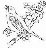Bird Coloring Pages Birds Canary Printable Tree Singing Color Bluebird Rainforest Drawing Eastern Cuckoo Adult Print Cute Getdrawings Getcolorings Bunch sketch template