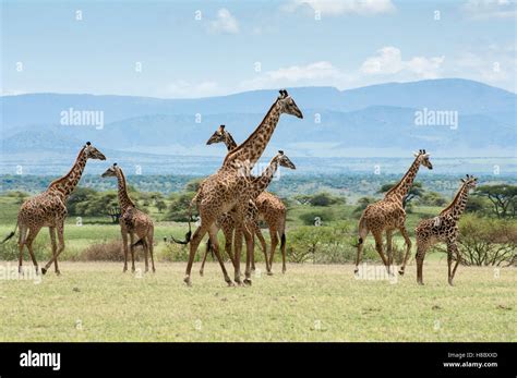 group  masai giraffes giraffa tippelskirchi   plains