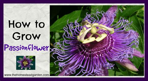 How To Grow Passionflower The Homestead Garden The Homestead Garden