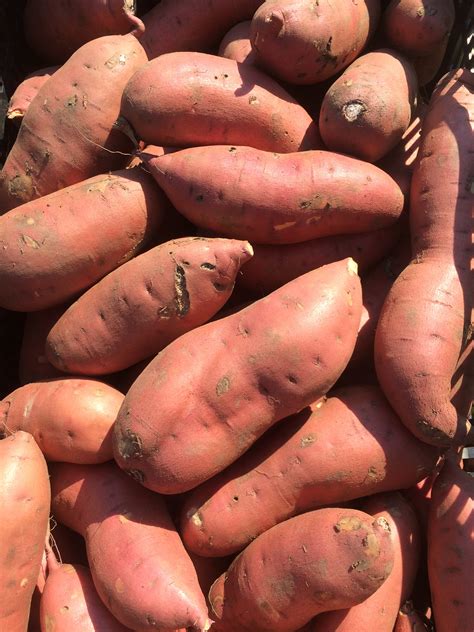 vegetable sweet potato center  agriculture food