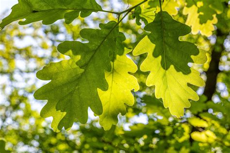 helpful tips  tree leaf identification earthcom earthpedia