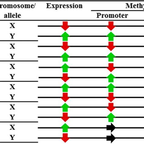 Schematic Representation Of Gene Expression And Dna Methylation Among