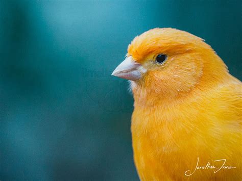 yellow bird   limelight
