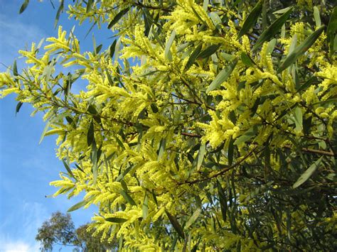 sydney golden wattle acacia longifolia var longifolia  flickr