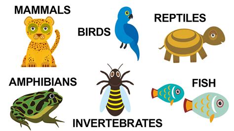 basic types  animals   characteristics yourdictionary