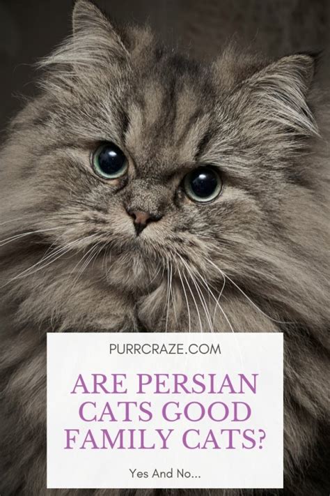 persian cats good family pets    purr craze