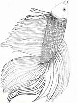 Coloring Fish Betta Pages Recommended sketch template