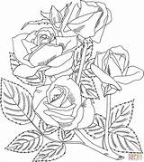 Grandiflora Designlooter 1882 2116 sketch template
