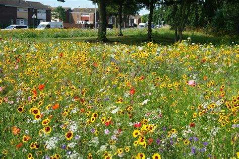 roadside wildflower meadows  springing    uk  theyre helping wildlife