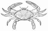 Crab Granchio Reale Supercoloring Krabben Krabbe Blaue Disegnare Granchi Stampare Cerca sketch template