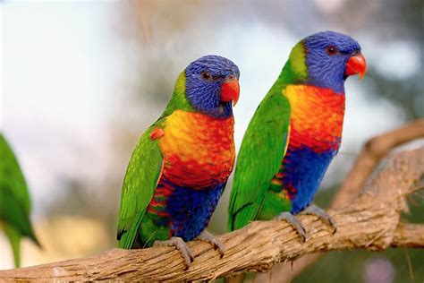 colorful birds    world worldatlascom
