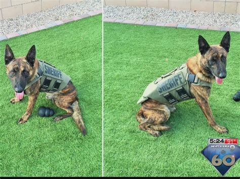 Deputy K9 Receives Donated Body Armor