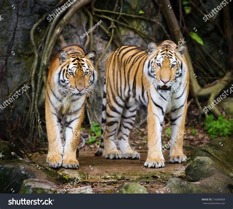 male female tiger romantic pose  stock photo  shutterstock