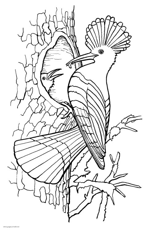 birds hoopoe coloring pages png  file