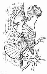 Birds Printable Hoopoe Yellowimages sketch template