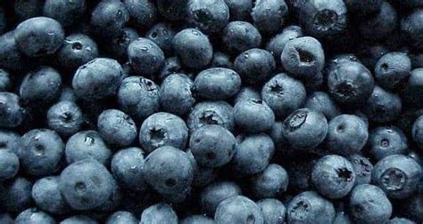 blueberry  health benefits  thehealthsitecom