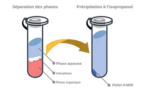 La Méthode Phénol Chloroforme Pour Lisolement Des Acides Nucléiques