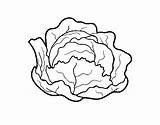 Cabbage Coloring Organic Colorear Pintar Vegetables Coloringcrew Dibujos sketch template