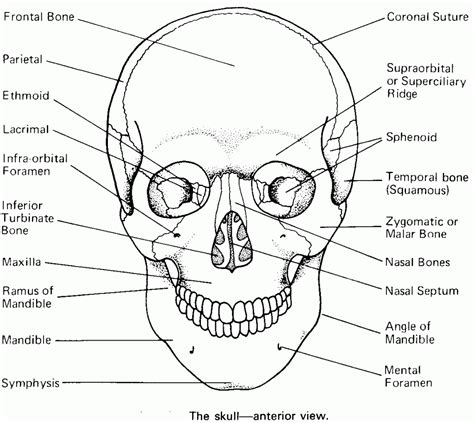 printable coloring pages skull anatomy anatomy coloring book skull