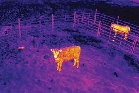 thermal cameras arm drones  cattle scouting livestock agupdatecom