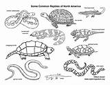 Reptiles Coloring Animals North Pages America Color Gila Exploringnature Amphibians Monster Animal Realistic Template Coloring72 sketch template