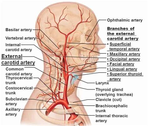 external carotid artery wwwmedicoappsorg