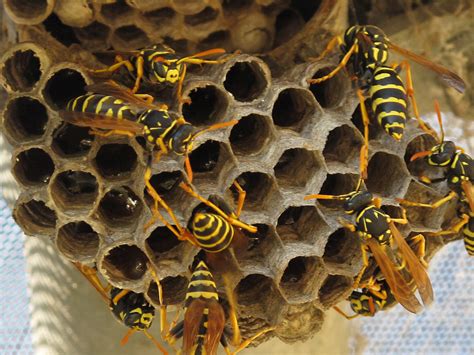 3 Common Wasp Nests In San Diego Bee Best Bee Removal