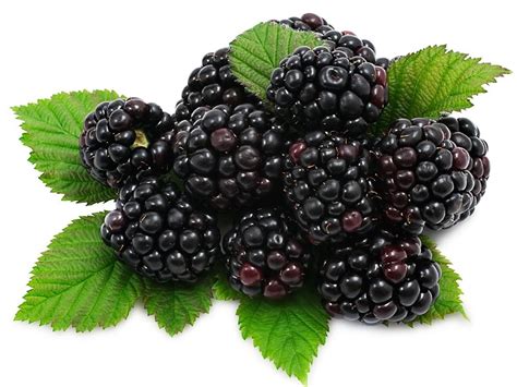 mulberry edible fruitare health benefits mulberries  blackberries