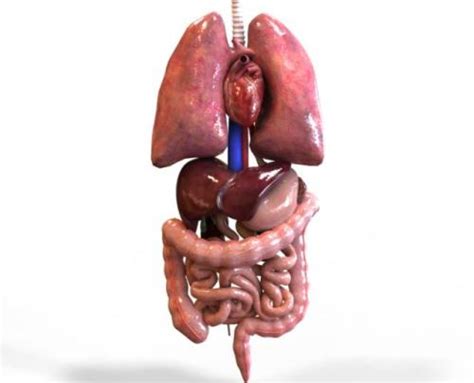 organ tubuh manusia bagian  beserta fungsinya