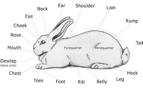 aimmeatscommeat part pictures rabbit anatomy show rabbits rabbit facts