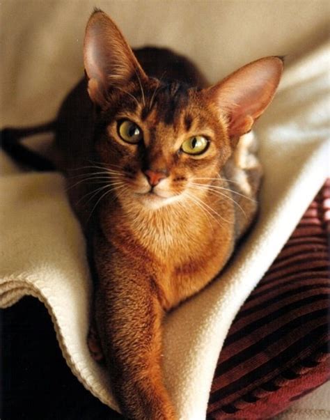 top   affectionate cat breeds annie