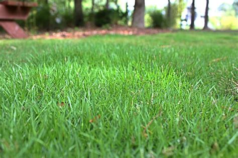 zoysia grass types planting care  maintenance