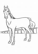 Poulain Coloring Pferd Momjunction Horses Cavalos sketch template