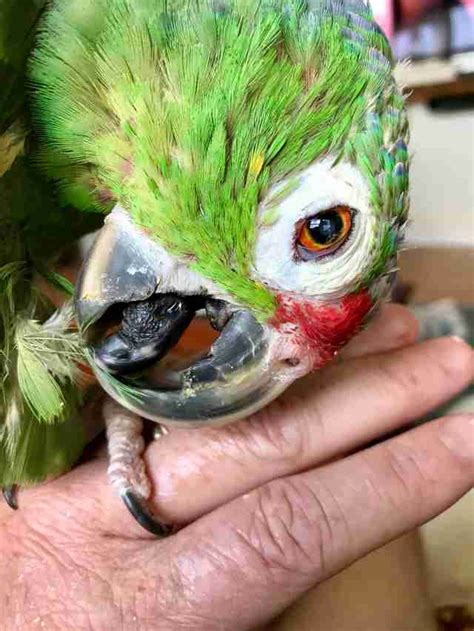 sleepy senior parrot  rescuer    house  dodo