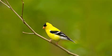 yellow finch bird feeder  review bird informer