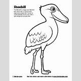 Shoebill Coloring Designlooter Sample 7kb 400px sketch template