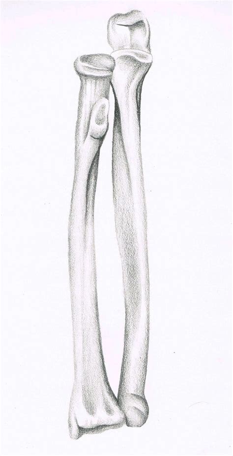 radius  ulna medical illustration radius  ulna human skeletal