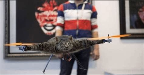 man transformed  stuffed cat   drone interestingasfuck