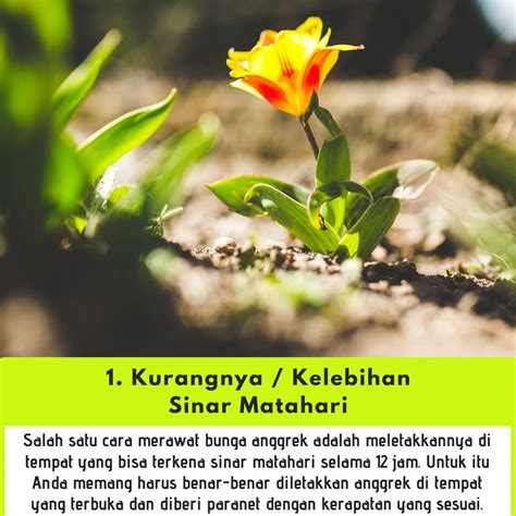 punya anggrek  komen planter bag salatiga