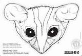 Possum Pygmy Coloring Mountain Conservation Hero Mini 150px 42kb sketch template