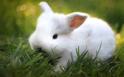animals mammals rabbits grass wallpapers hd desktop  mobile