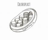 Chloroplast sketch template