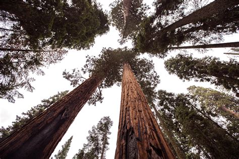 Help Buy The Largest Privately Owned Giant Sequoia Grove Insidehook