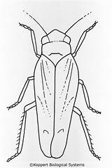 Leafhopper Coloring Drawing Designlooter 1024px 49kb Biological Koppert Systems sketch template