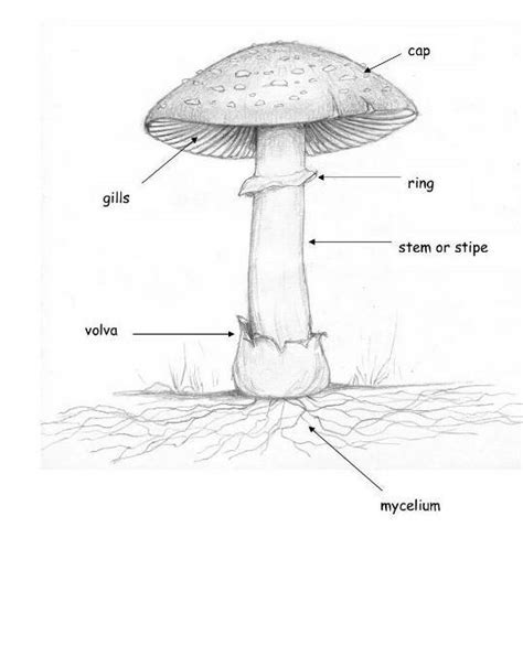 labelled diagram  mushroom diagramwirings