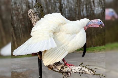 white wild turkey    odds  encountering  rare color